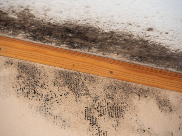 Best Environmental Consulting for Mold Prevention  in Trent Woods, NC