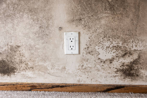 Best Asbestos and Lead Testing During Mold Inspection  in Trent Woods, NC