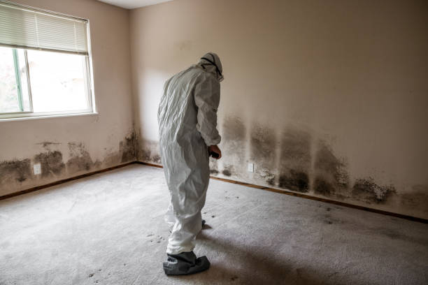 Environmental Consulting for Mold Prevention in Trent Woods, NC